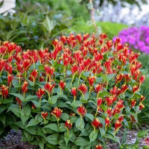 'Little Redhead' Spigelia