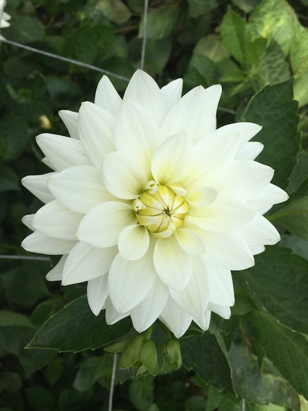 White Dahlias