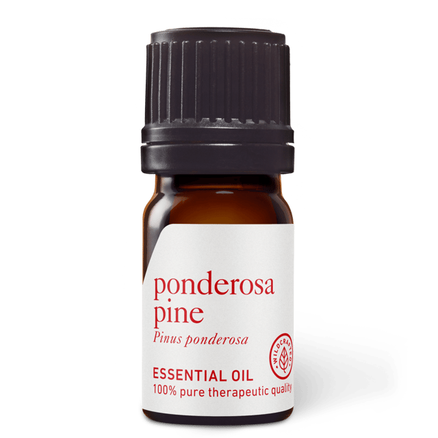 Ponderosa Pine Essential Oil