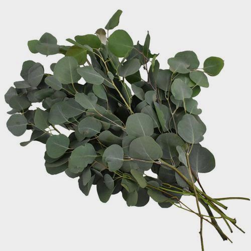 Eucalyptus Silver Dollar Greens