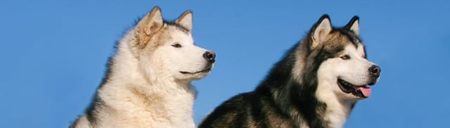 Cheap flights from Los Angeles to Fairbanks
