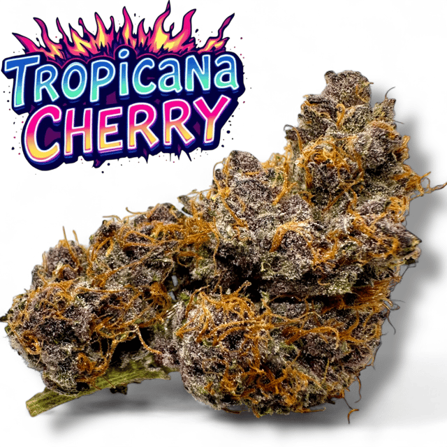 XL Tropicana Cherry Cookies Exotic THCa Flower 10g Jar Hybrid 28%