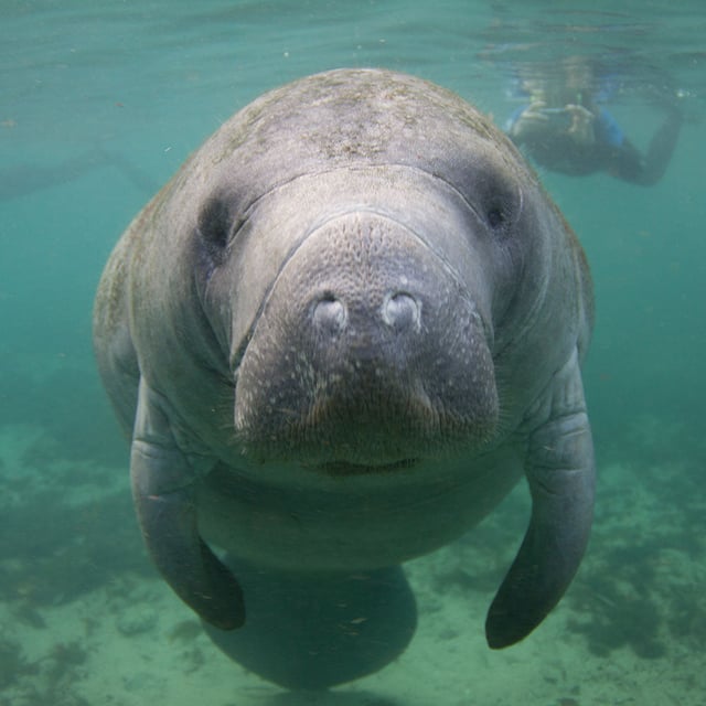 Act Now Before Critically Endangered Species Disappear