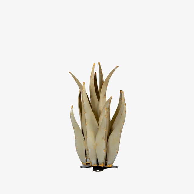 Emperor Agave