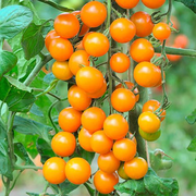 Cherry Tomato 'Sungold SuperSweet'