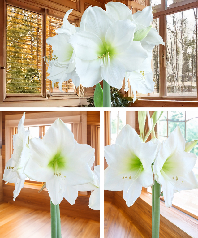 White Amaryllis 3-Pack