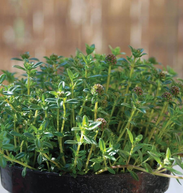 Summer Savory