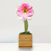Blushing Pink Amaryllis Desktop Plant‎