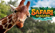 Up to 31% Off Admission to Safari Niagara for 2-4 People