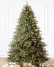 Classic Blue Spruce