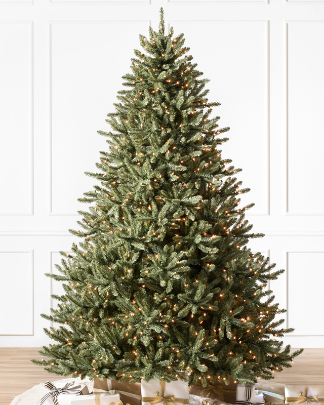 Classic Blue Spruce