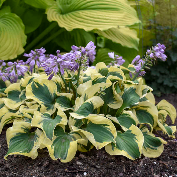 'Mini Skirt' Hosta