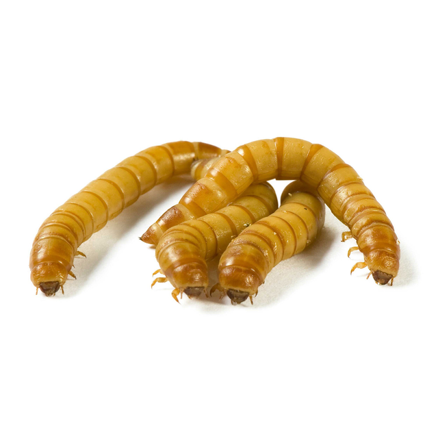 Mealworms To Go Pack