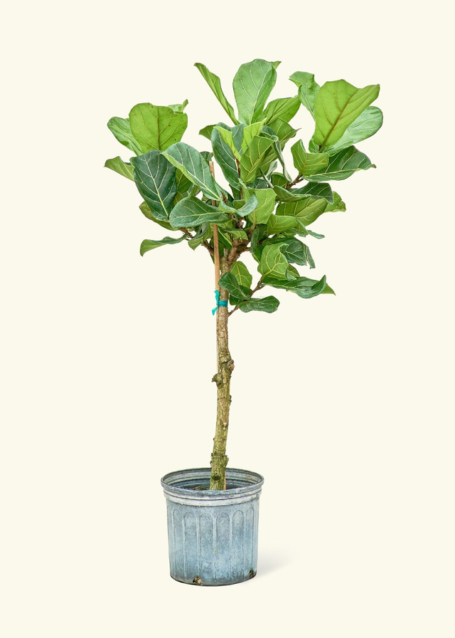 Fiddle Leaf Fig, XL