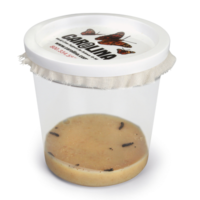 "National Geographic Painted Lady Butterfly 5-Larvae Culture"