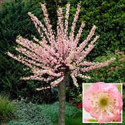 Flowering Cherry Almond 'Prunus triloba' Standard