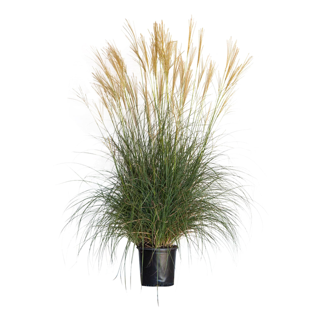 Adagio Miscanthus Grass