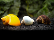 Multi-Color Mystery Snail COMBO PACK (Pomacea bridgesii) - Tank-Bred!