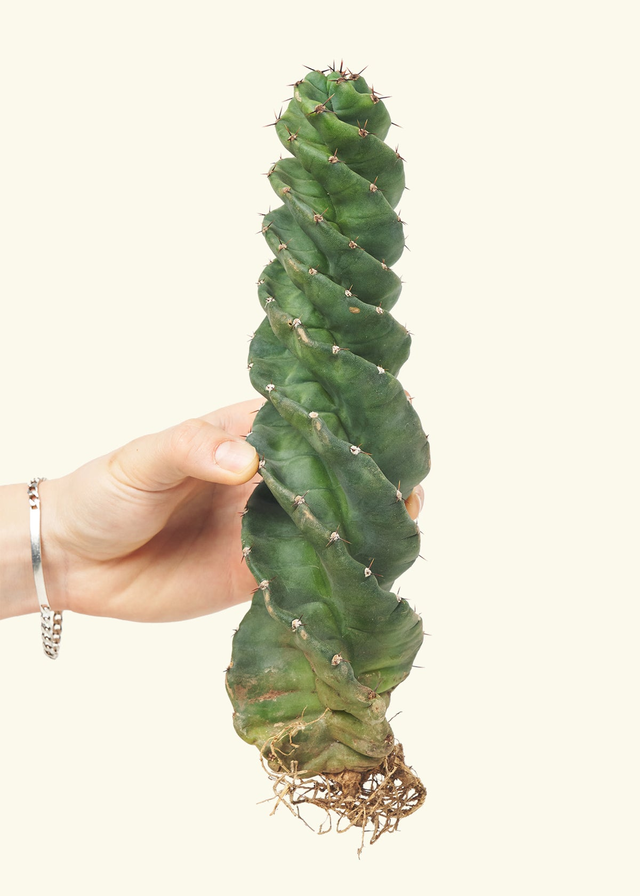 Spiral Cactus