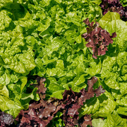 Lettuce, Looseleaf Blend