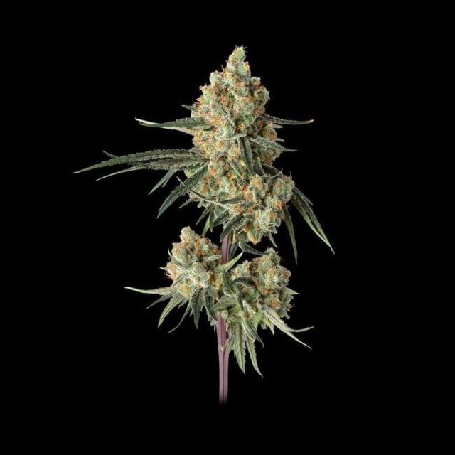 Sour Berry Shake Feminized Seeds