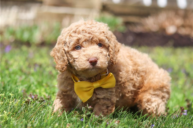 Evan | Puppies For Sale at Pawrade