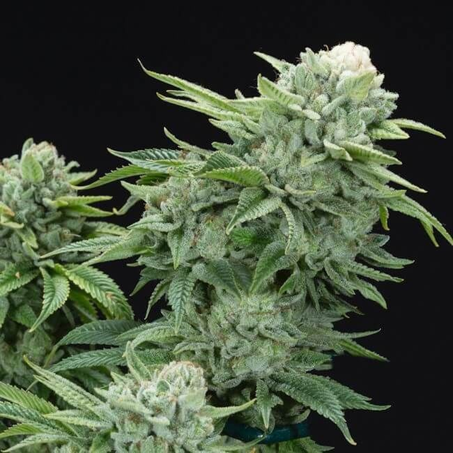 Gorilla Glue #4 S1 Feminised Seeds