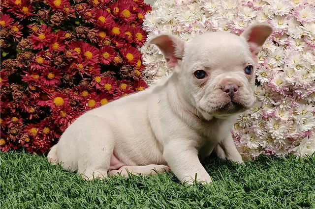 Rachel | Puppies For Sale at Pawrade