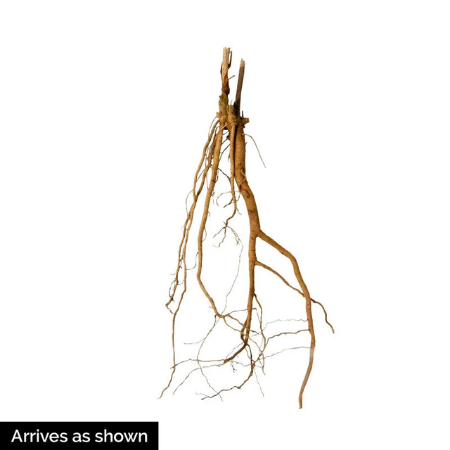 Midnight Marvel Hardy Hibiscus