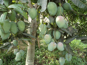 Cogshall Mango Tree