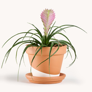 Tillandsia Cyanea