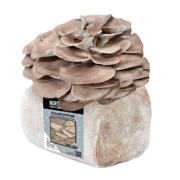 Organic Italian Oyster Mushroom Grow Kit Fruiting Block