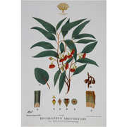 Royal Botanic Garden Tea Towel - Flowering Gum