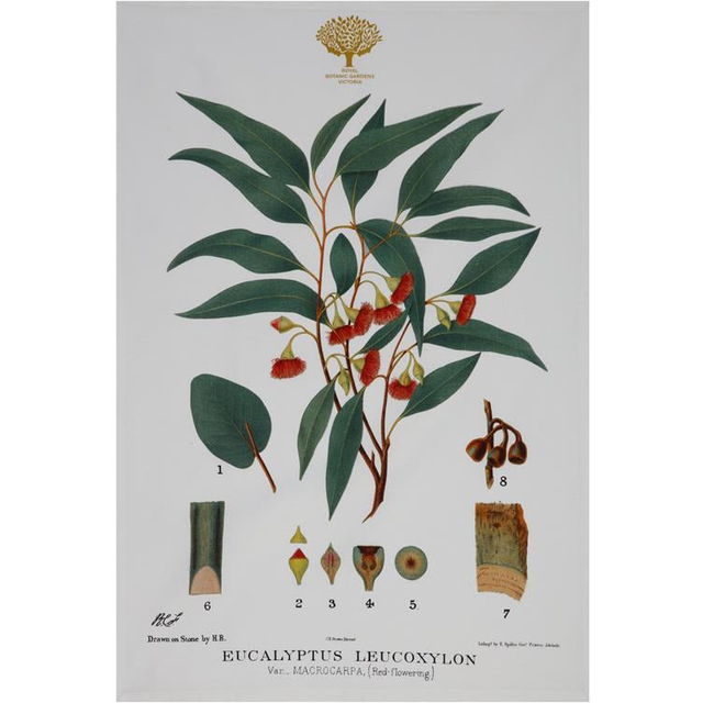 Royal Botanic Garden Tea Towel - Flowering Gum