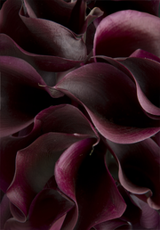 Schwartzwalder or Cantor Purple/ Black Miniature Calla Lilies