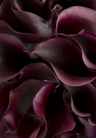Schwartzwalder or Cantor Purple/ Black Miniature Calla Lilies