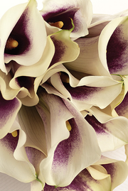 Picasso Miniature Calla Lilies