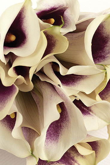 Picasso Miniature Calla Lilies