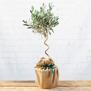The Twisted Olive Tree Gift