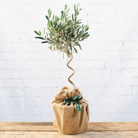 The Twisted Olive Tree Gift