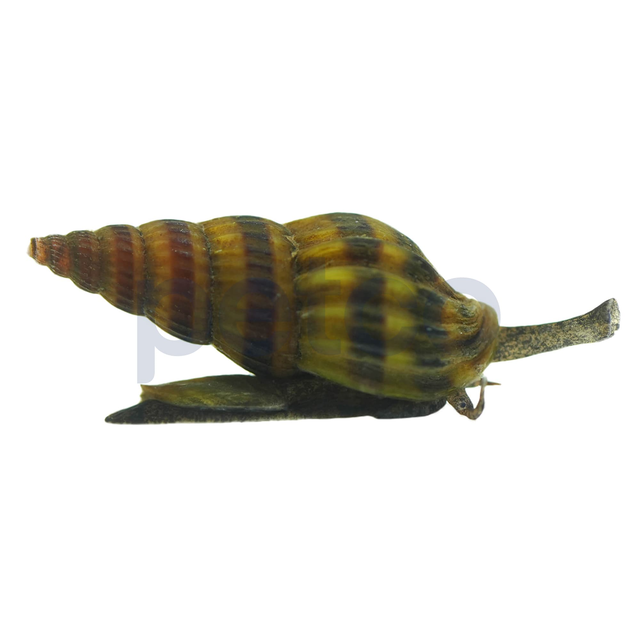 Assassin Snail