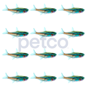 Neon Tetra, Pack of 12