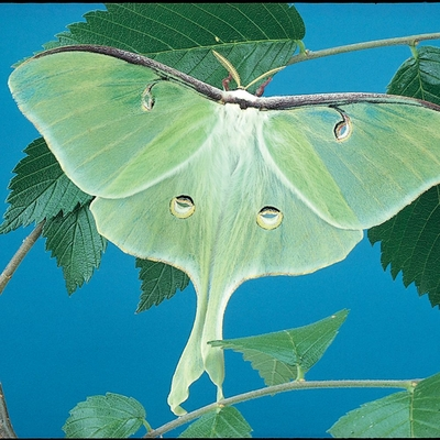 "Saturniid Moth Cocoon Set"