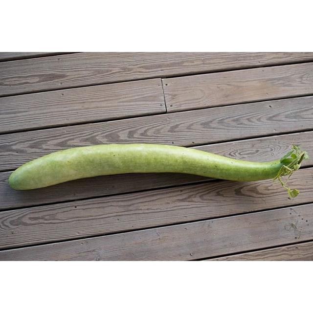 Snake Gourd (100 Days)