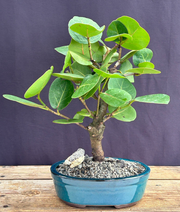 Flowering Sea Grape Bonsai Tree(coccoloba uvifera)