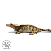 Female Tricolor XXX Crested Gecko Cr-2700