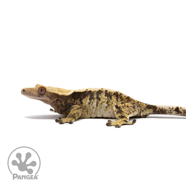 Female Tricolor XXX Crested Gecko Cr-2700