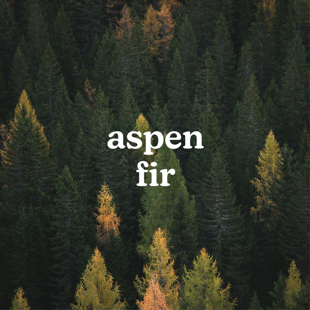 Homedics® SereneScent™ Aspen Fir