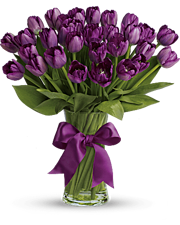 Passionate Purple Tulips