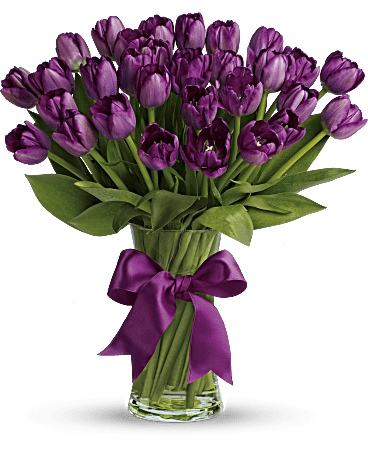 Passionate Purple Tulips